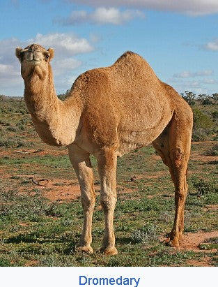 Camel carved in stone
